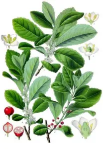 Botanical plate of Ilex paraguariensis yerba mate showing leafy branches, small white flowers and red berries