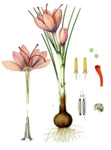 Botanical plate of Crocus sativus showing corm, leaves, purple flower and the red three-branched stigma
