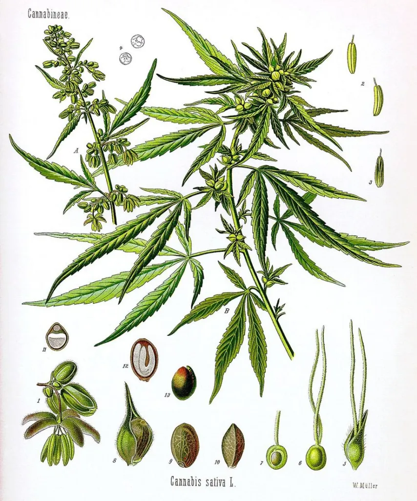 Hand-coloured botanical plate of Cannabis sativa showing male and female flowering stems, seeds and floral parts