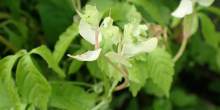 Flowering shoot of Gynostemma pentaphyllum with pale flowers and five-part leaves