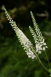 Actaea racemosa black snakeroot blossoms, white flower spike in summer woodland