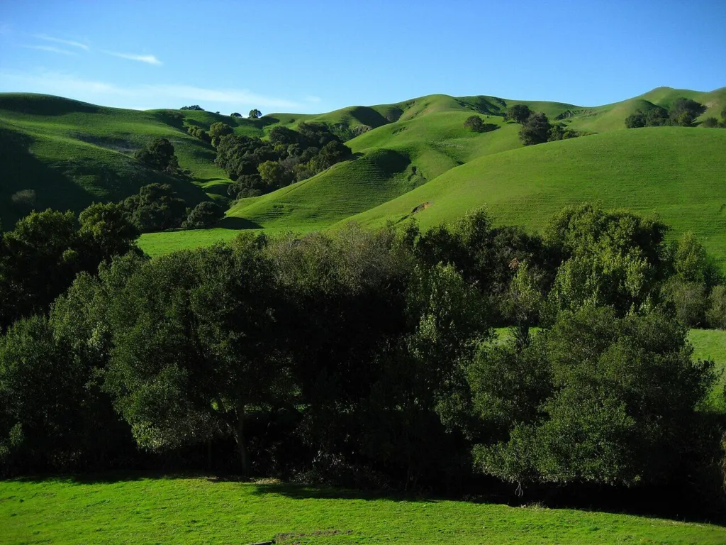 Green grassy hills and oak woodland of Lafayette Ridge in Briones Regional Park, Contra Costa County