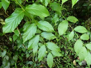 Chapter 11: Uncaria, a native relative