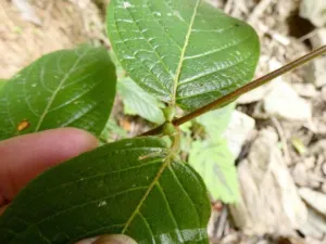Native Queensland Uncaria lanosa var. appendiculata stem with paired hooks, Lamb Range, Queensland