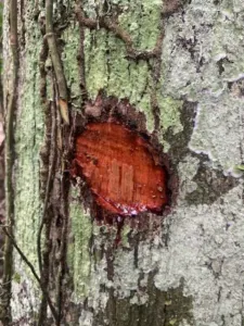 Croton lechleri bark cut open with bright red sangre de grado latex pooling in the wound, Peruvian Amazon