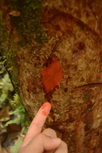 Red Croton lechleri sangre de grado latex on a fingertip next to cut bark, Leticia, Colombia