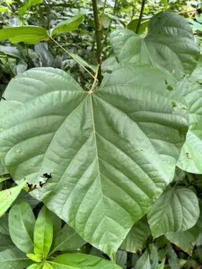 Croton lechleri young tree with large heart-shaped leaf in San Martin, Peru