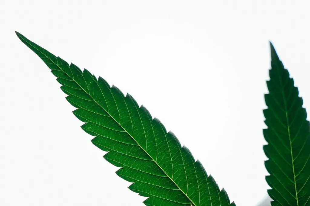 Close-up of a serrated cannabis leaf with fine hairs visible on the surface
