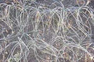 Clump of narrow grass-like Crocus sativus leaves with pale central stripes growing in dry soil
