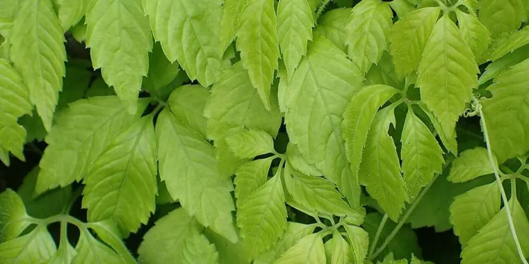 Close view of Gynostemma pentaphyllum leaves, each palmately divided into five toothed leaflets