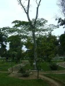 Croton lechleri sangre de grado tree growing in the Lima Botanical Garden, Peru