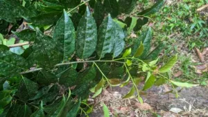 Chapter 8: Ilex guayusa, a forest shoot