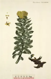 Hand-coloured botanical plate of Rhodiola rosea from Flora Danica, 1765