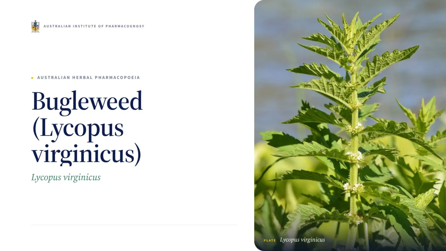 Bugleweed (Lycopus virginicus) - Australian Institute of Pharmacognosy