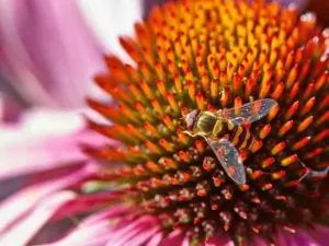 Chapter 5: Echinacea, the disc florets