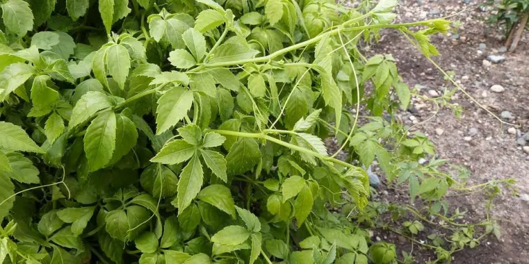 Spreading clump of Gynostemma pentaphyllum vines with many five-leaflet leaves in a garden