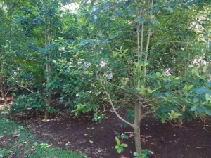 Chapter 12: Ilex paraguariensis, yerba mate, a relative of Ilex guayusa