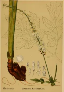 Millspaugh 1887 botanical plate of Cimicifuga racemosa showing flowers, leaves and the dark rhizome