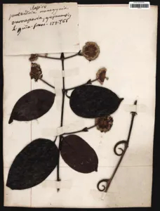 Herbarium specimen of Uncaria guianensis collected by Aublet in French Guiana, MNHN Paris