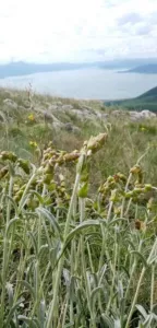 Chapter 12: Sideritis mountain tea, on the hillside