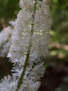 Actaea racemosa black cohosh white flower racemes in woodland at Mount Lebanon, Pennsylvania