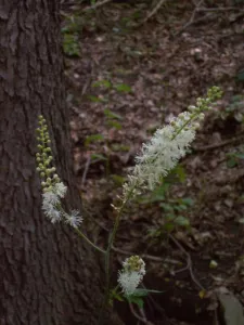 Actaea racemosa black cohosh white flower spike against a tree trunk in woodland