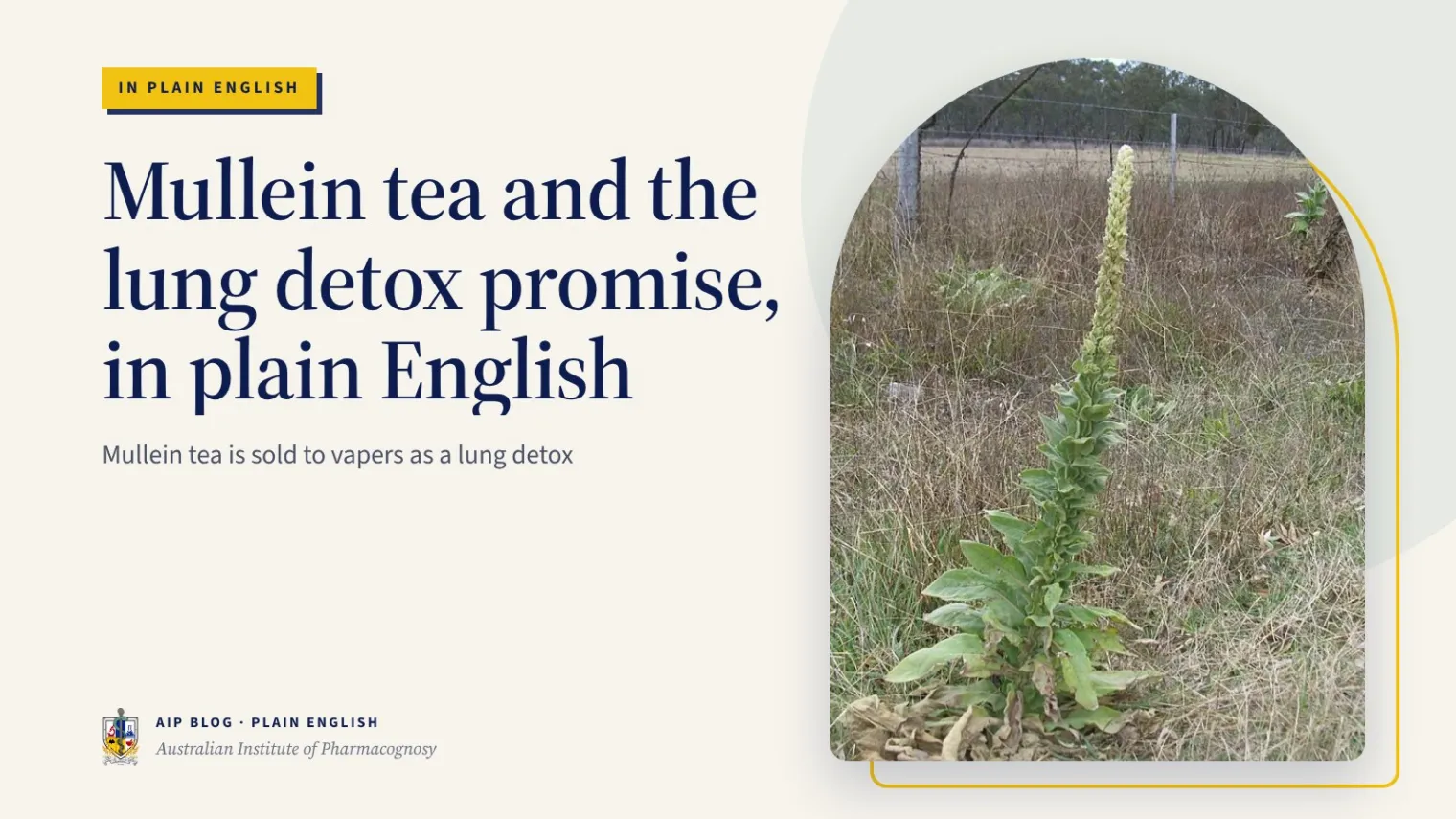 Mullein tea and the lung detox promise, in plain English - Australian Institute of Pharmacognosy