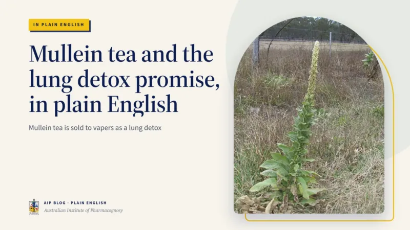 Mullein tea and the lung detox promise, in plain English