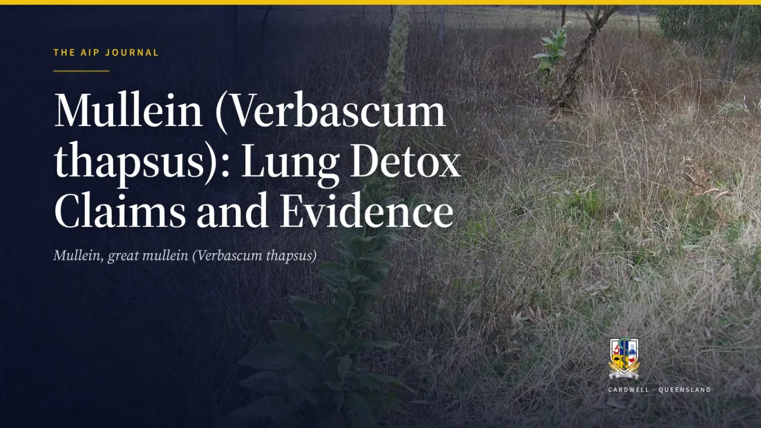Mullein (Verbascum thapsus): Lung Detox Claims and Evidence - Australian Institute of Pharmacognosy