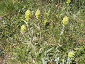Chapter 1: Sideritis mountain tea, in flower