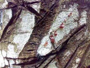 Red latex beads on pale bark of Croton lechleri sangre de grado tree