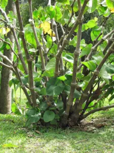 Piper methysticum kava shrub with heart-shaped leaves and swollen jointed stems, Maui, Hawaii