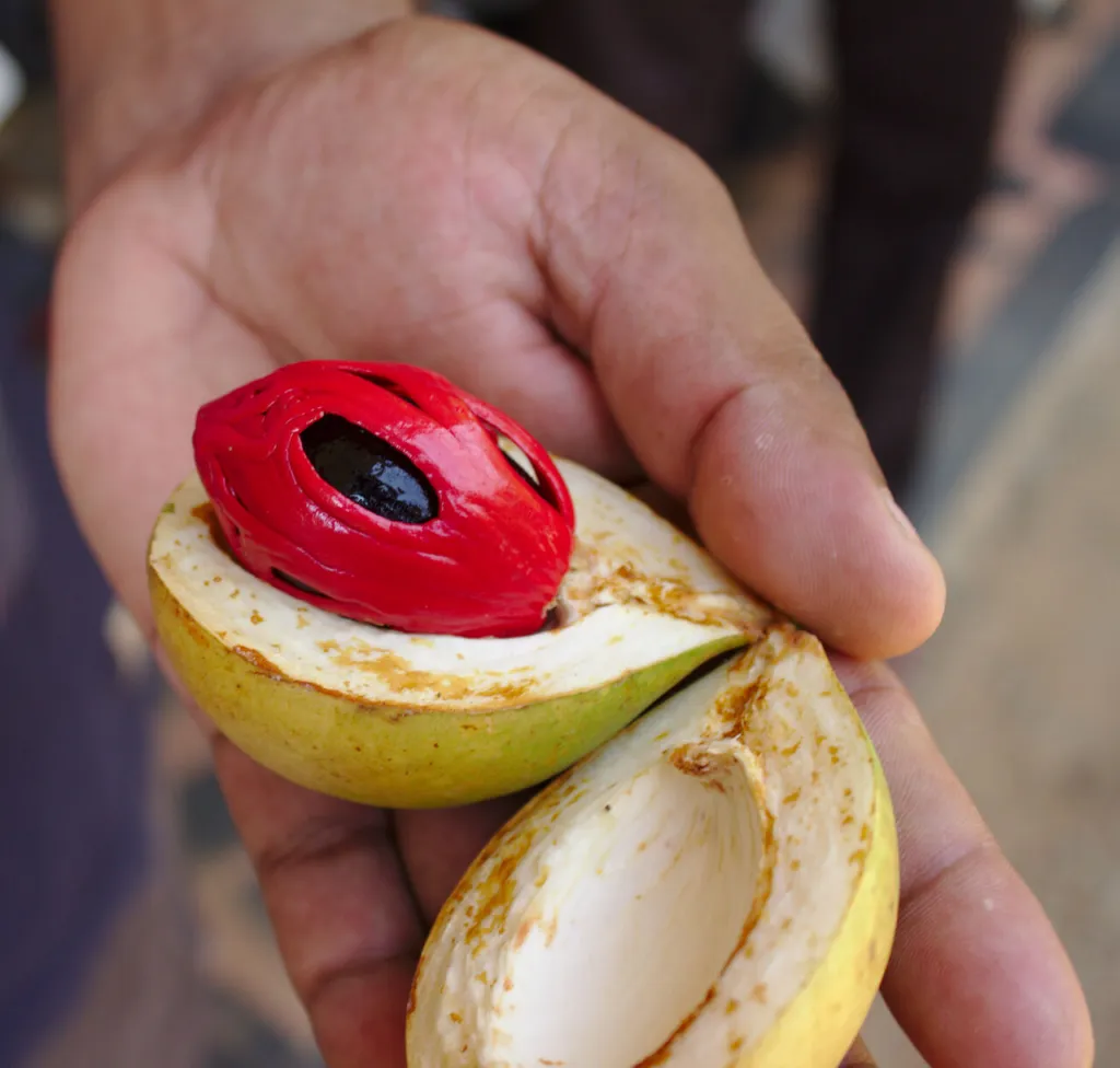 Split nutmeg fruit held in a hand, showing the seed wrapped in bright red mace