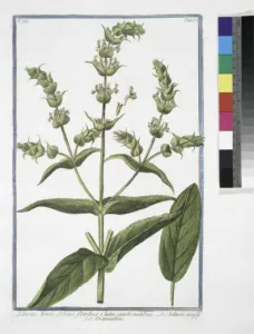 Hand-coloured eighteenth-century botanical plate of a yellow-flowered Sideritis from Hortus Romanus