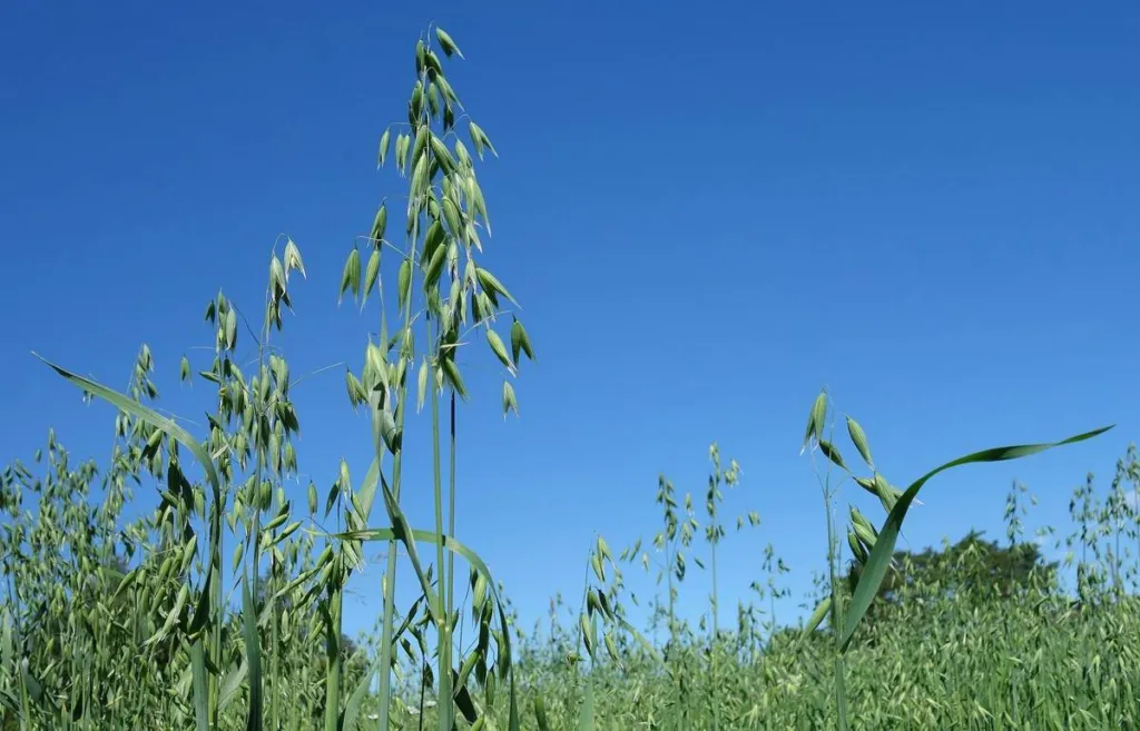 Green oats, Avena sativa, growing in a field