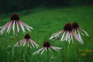 Chapter 7: Echinacea, pale coneflowers