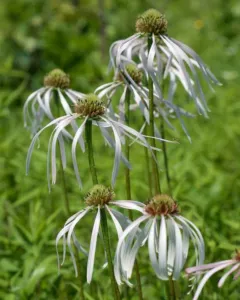 Echinacea pallida pale purple coneflower with long drooping pale pink rays