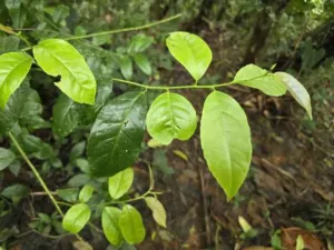 Chapter 1: Ilex guayusa, a branch in Pastaza