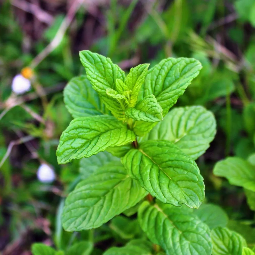 Peppermint, Mentha x piperita, leaves and flowers