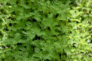 Phyllanthus niruri chanca piedra plants with fine pinnate leaves growing densely in a Peruvian garden