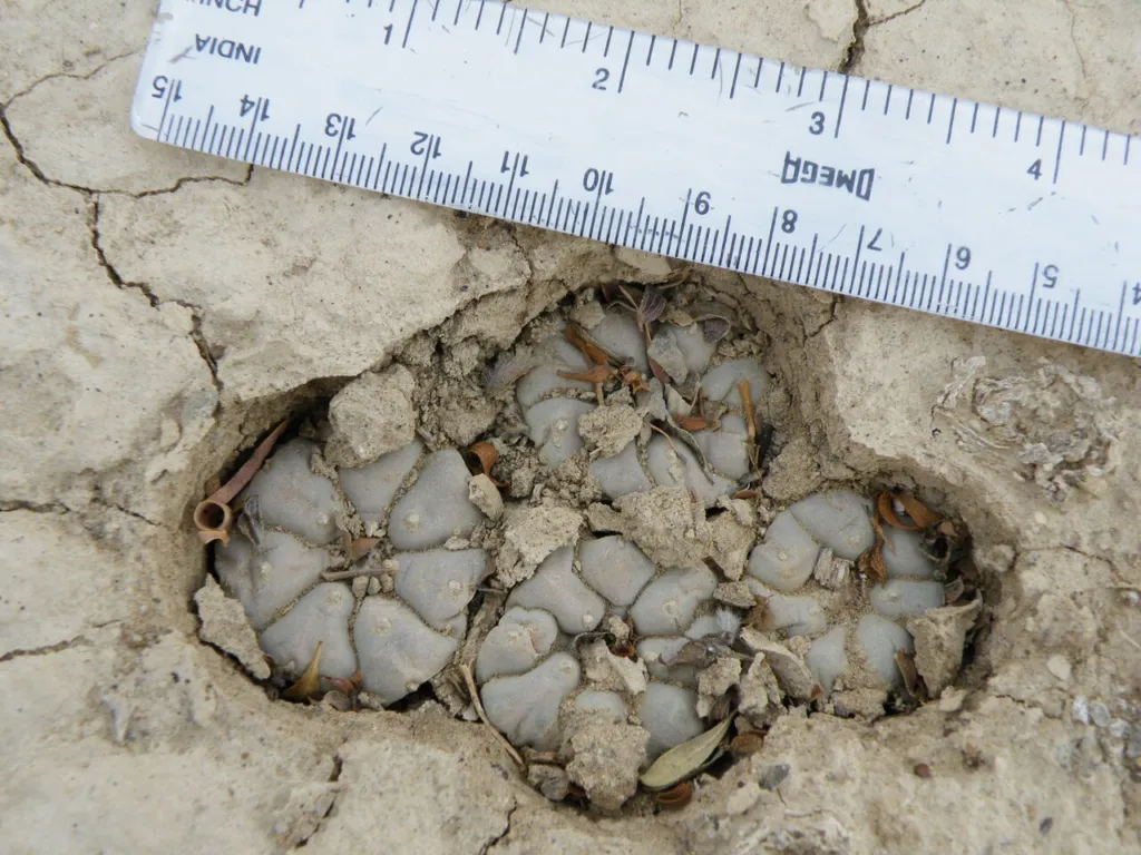 Cluster of small grey-green peyote cactus heads in dry cracked soil beside a ruler