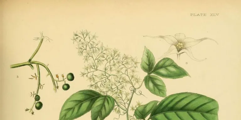 Hand-coloured nineteenth-century lithograph of Gynostemma, labelled Gynostemma pedata, from the flora of Ceylon