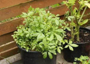 Bushy Gynostemma pentaphyllum vines growing in black plastic pots against a wooden fence