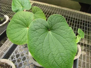 Young Piper methysticum plants with large heart-shaped leaves growing in pots