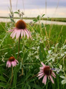 Chapter 3: Echinacea, native prairie