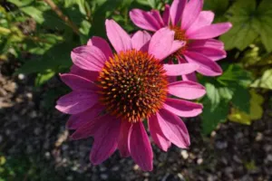 Echinacea purpurea flower with broad magenta rays and a rust-orange cone, France