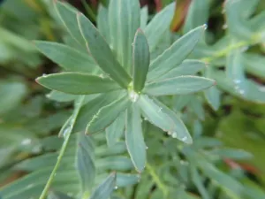 Rhodiola rosea plant with blue-green succulent leaves