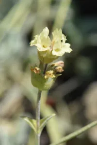 Sideritis raeseri flowering stem with pale yellow flowers