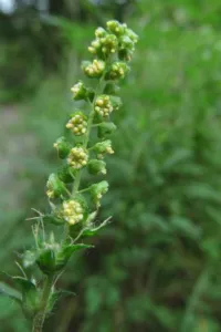 Common ragweed Ambrosia artemisiifolia flowering spike with small green-yellow flower heads