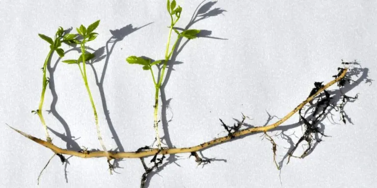 Uprooted Gynostemma pentaphyllum runner with shoots and roots at the nodes on a white background